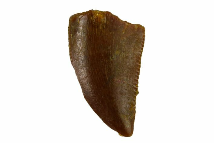 Raptor Tooth - Real Dinosaur Tooth #115864
